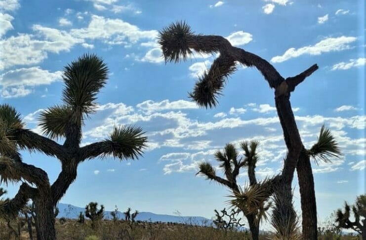 Joshua Tree
