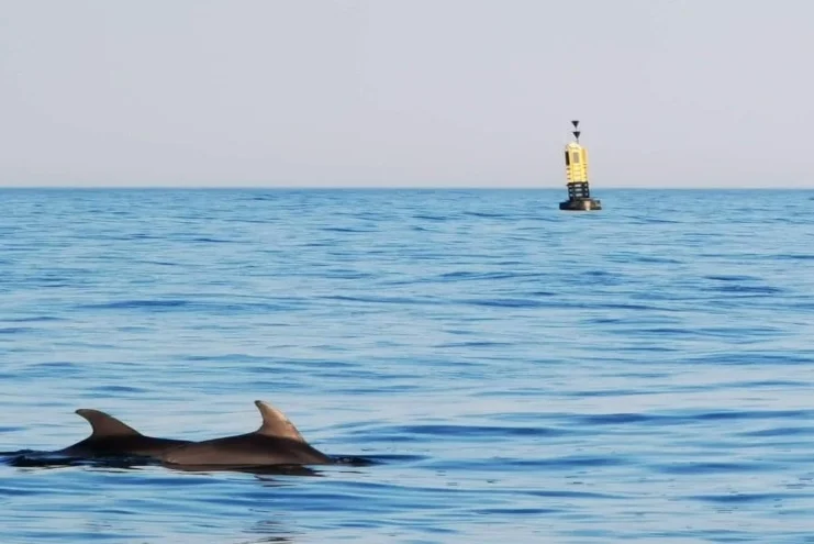 Delfini Marea Neagră