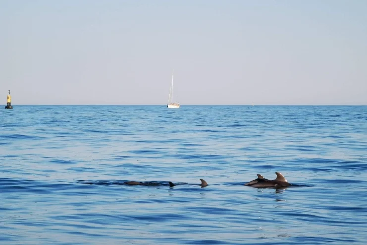 Dolphins