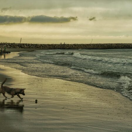 Surf la Neversea Beach