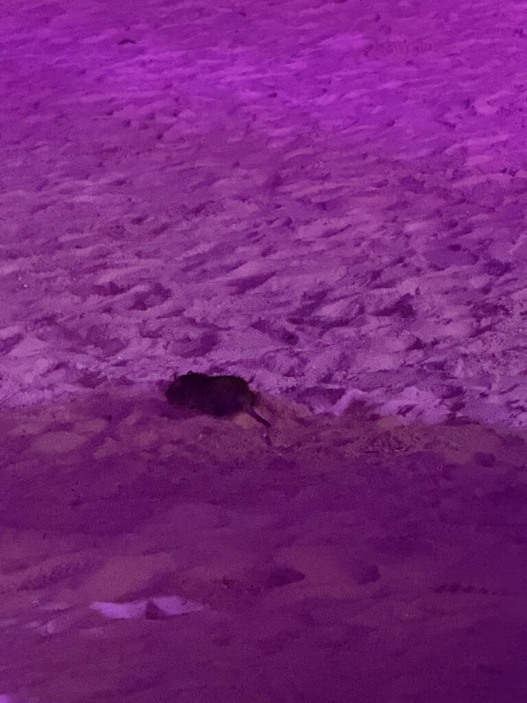 Plaja Da Nang